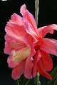 eh michele davis 7775 8380