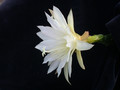 eh snowflake 8960 04