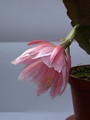 eh sakurahime 8902 214