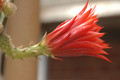 aporocactus peggys cartwheel 0574