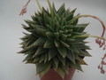 echeveria agavoides cristata 8346