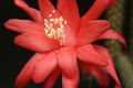 aporocactus mutter anna 0282