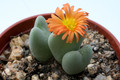 conophytum cupreiflorum 3438