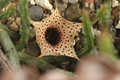 huernia occulta es3413 zimbabwe 01