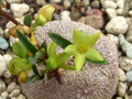 brachystelma caffrum 0815