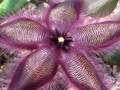 stapelia asterias 0060