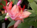schlumbergera christmas fantasie 01