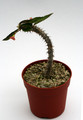euphorbia cv wavy 6948