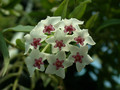 hoya bella 01