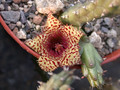 huernia volkartii02
