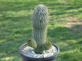 hoodia pilifera es14053 02