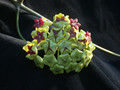 hoya cinnamomifolia 0091 02