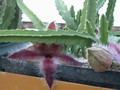 stapelia grandiflora2