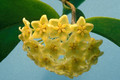 hoya dimorpha