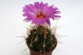 Echinopsis pecheretiana