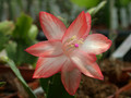 schlumbergera pasadena 08