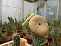 hoodia gordonii 1030392