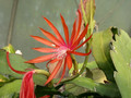 eh tiny flame 9465 13