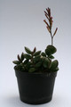 adromischus subdistichus 9844