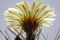 astrophytum capricorne minor sierra chiffron 9829