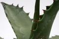 agave potatorum galeana 0115