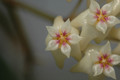 hoya nicholsonia 8831 06