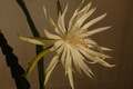 epiphyllum pumilum phasen 2301