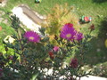 lampranthus magenta 1232
