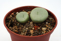 conophytum wetsteinii steinkopf 2785