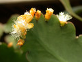 rhipsalis pachyptera1 22