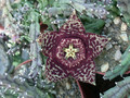 stapelia variegata