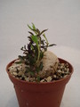 brachystelma tuberosum 168