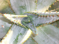 aloe ferox 1895
