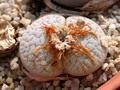 lithops pseudotruncatella archerae c104 01