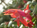 schlumbergera orange 02