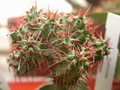 euphorbia philipsiae 01