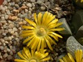 lithops helmutii 07