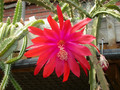 aporocactus gypsi red 02