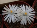 lithops karasmontana opalina01