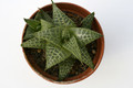 haworthia tesselata 7259