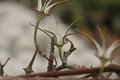 ceropegia stapeliaeformis 8763