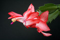 schlumbergera pasadena 5892