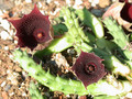 huernia keniensis kleinbl zacher 02