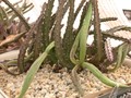 stapelia vetula de doorns 01
