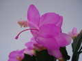 schlumbergera polka dancer 1597