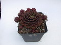 sempervivum killer 5762