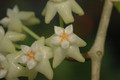 hoya parasitica india 02