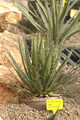 agave filifera filifera 02