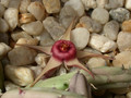huernia procumbens 02