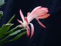 schlumbergera thor alice 11